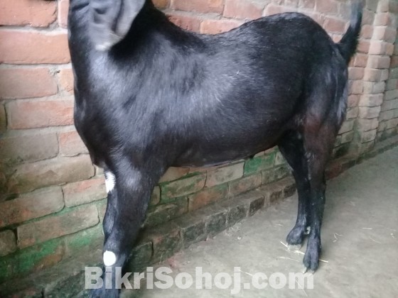 Goat(খাসি,রামছাগল)